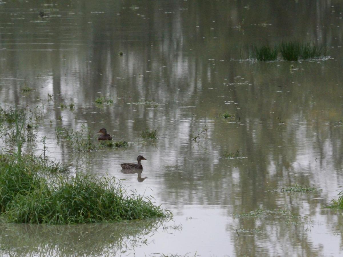 La Ravine Au Bord Du Loing Villa Montigny-sur-Loing Eksteriør bilde